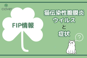 FIP(猫伝染性腹膜炎)の症状