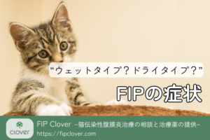 FIP(猫伝染性腹膜炎)の症状