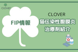 FIP(猫伝染性腹膜炎)治療のためのClover治療薬