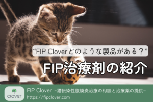 FIP(猫伝染性腹膜炎)治療のためのClover治療薬