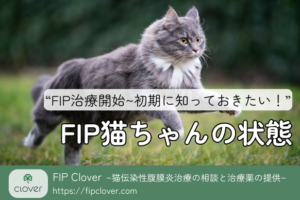 FIP治療開始~初期に知っておきたい「FIP患者の状態」