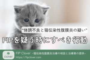 猫伝染性腹膜炎の疑いから治療までの手順