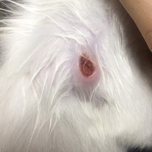 FIPウイルスによる猫伝染性腹膜炎の治療に有効なGS-441524およびモルヌピラビル治療の皮下注射による治療方法、皮膚の炎症治療