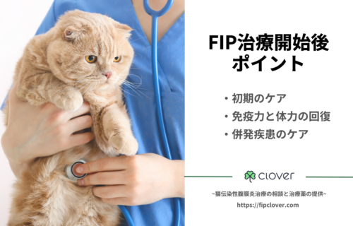 FIP治療薬の効果を最大限に引き出す「3つの鍵」